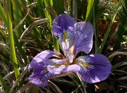 purple iris blossom in the garden