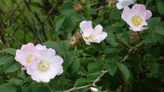 delicate flowers on a bush with thorns