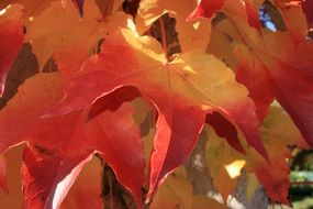 red and yellow leaves in September