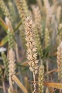 Macro photo of wheat