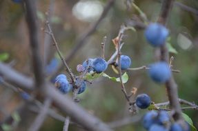 wild plums like blue berries