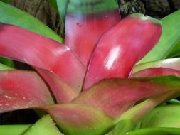 Exotic bromeliad plant