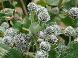 burdock with green leaves and flowers woolly