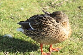 duck in meadow close-up on blurred background