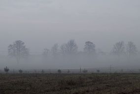 the fog field sky meadow morning