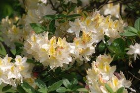 azalea flowering