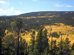 perfect trees yellow gold