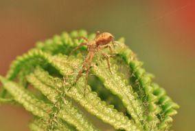 insect on a leaf of a fern close up