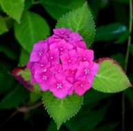 hydrangea with pink flowers