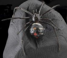 black widow spider, macro