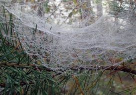web with raindrops close-up on blurred background