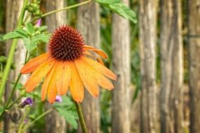 inflorescence of the yellow coneflower