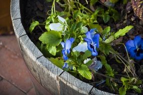 blue flowers in a wooden pot