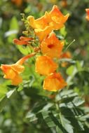 orange flower blossoms in Arizona