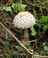 White agaric mushroom in the autumn