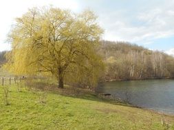 tree by the lake in spring
