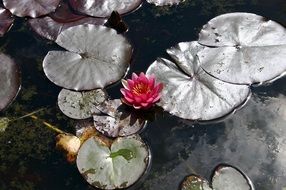 water lily in sun lights