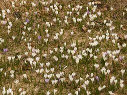 top view of the spring crocuses