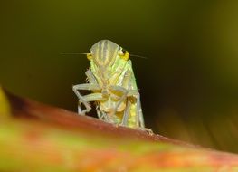 eurymela or grasshopper