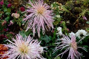 autumn chrysanthemum in the garden