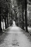 trees alley in black and white