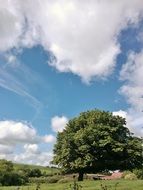 green tree in an open field in Ireland