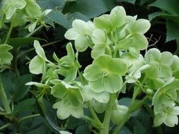 Green helleborus plant