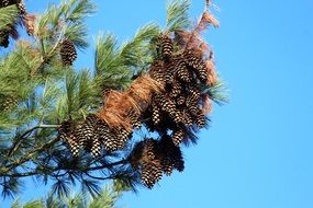 extraordinary beauty conifer pine