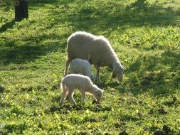 sheep with offspring in a meadow on a sunny day