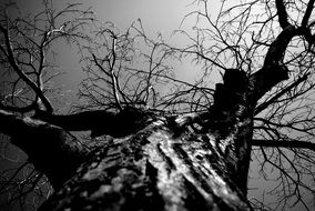 black and white pic of a tree