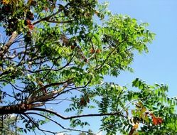 foliage tree
