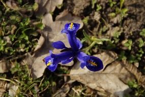 wild iris flower