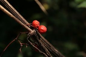 two red berries on a brown branch close-up