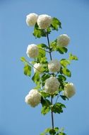 Beautiful white verbena flowers at blue sky background