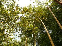 bottom view on the bamboo garden