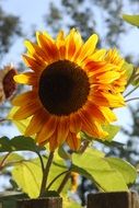 Close-up of the beautiful, yellow and orange sunflower in the rays of light in Wolfisheim, Germany