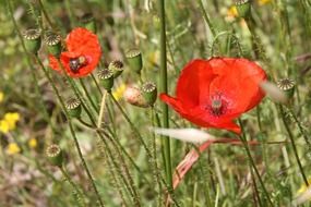 red poppies on a summer meadow