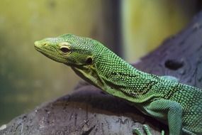 portrait of Small green lizard