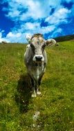 cow in a mountain green meadow