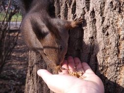 squirrel eats from human hand