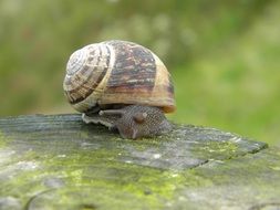 snail is a type of mollusks