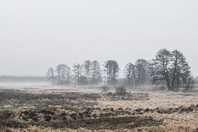 fog and dew in a winter meadow