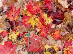 multi-colored maple leaves lie on the ground