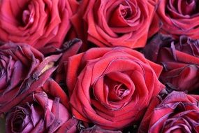 bouquet of red roses close up