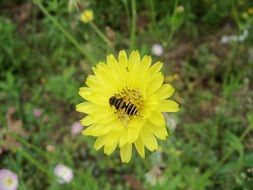 closeup picture of Hoverfly on the dandelion in spring