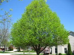 green Trees in sunny spring