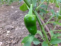 green peppers on a bed