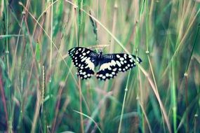 butterfly with nice wings