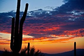 cactus silhouette in the sunrise light