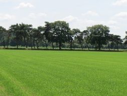trees on green field